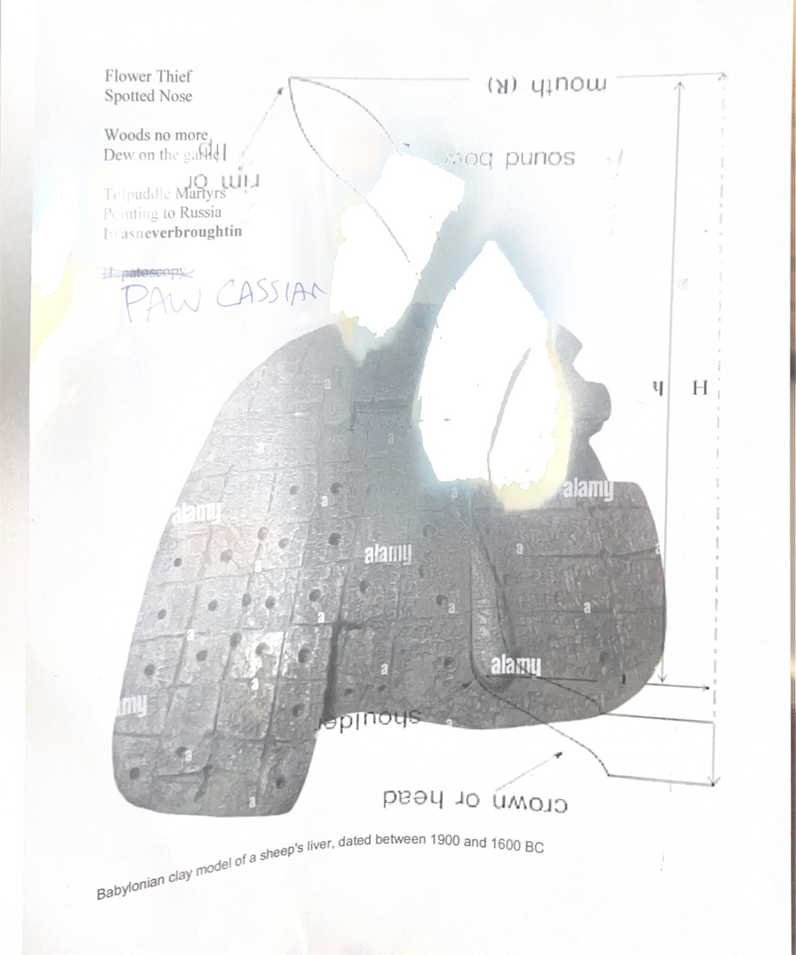 PAW CASSIAN thumbnail image